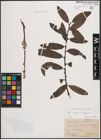 Foto von Salix caprea L. x Salix eleagnos Scop.
